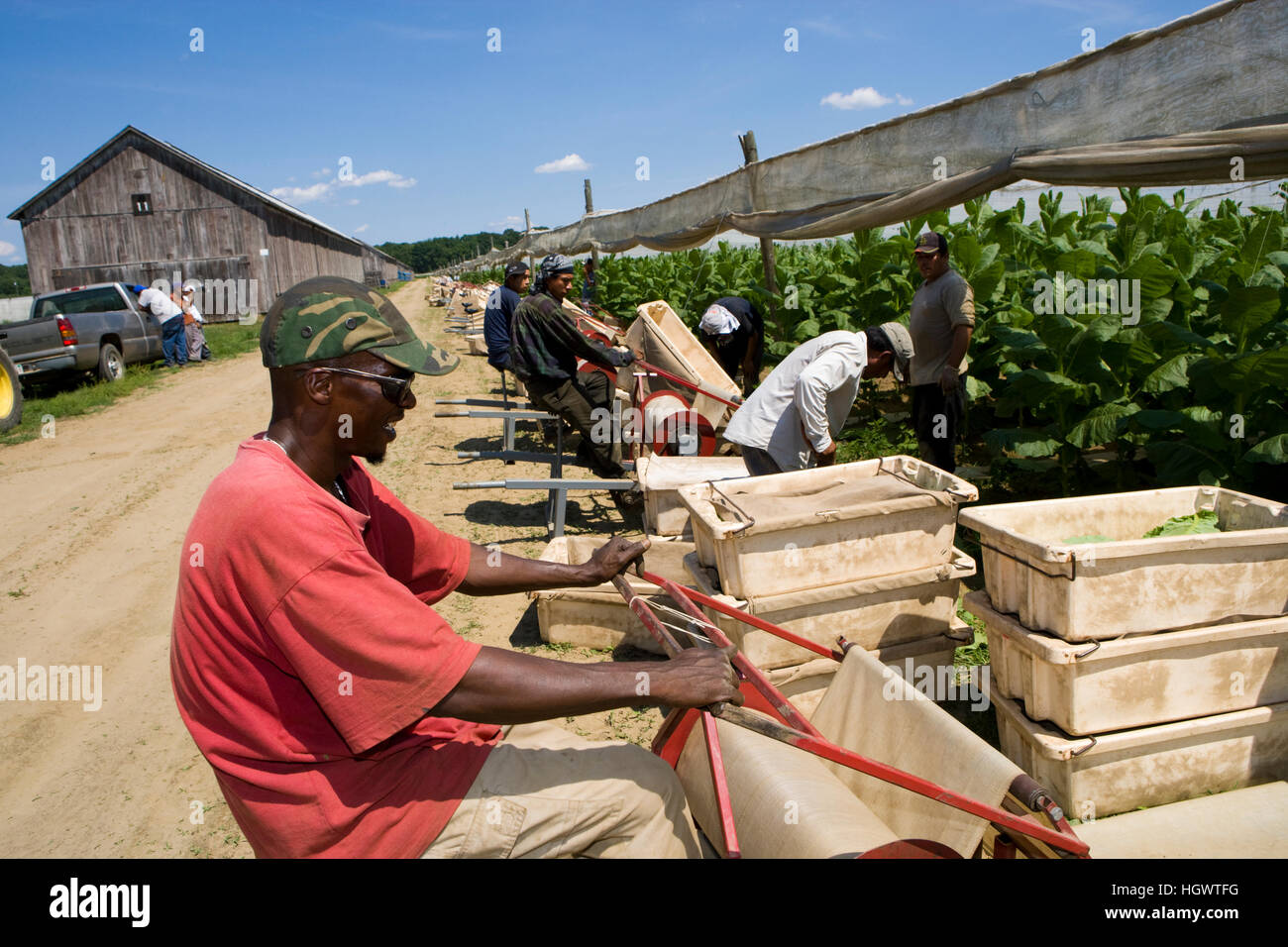 Farm hands harvest shade grown tobacco in Hadley, Massachusetts Stock Photo 