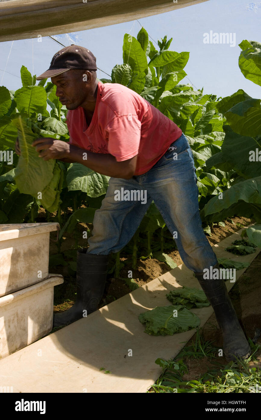 growing tobacco in massachusetts Farm hands harvest shade grown tobacco in Hadley, Massachusetts Stock Photo