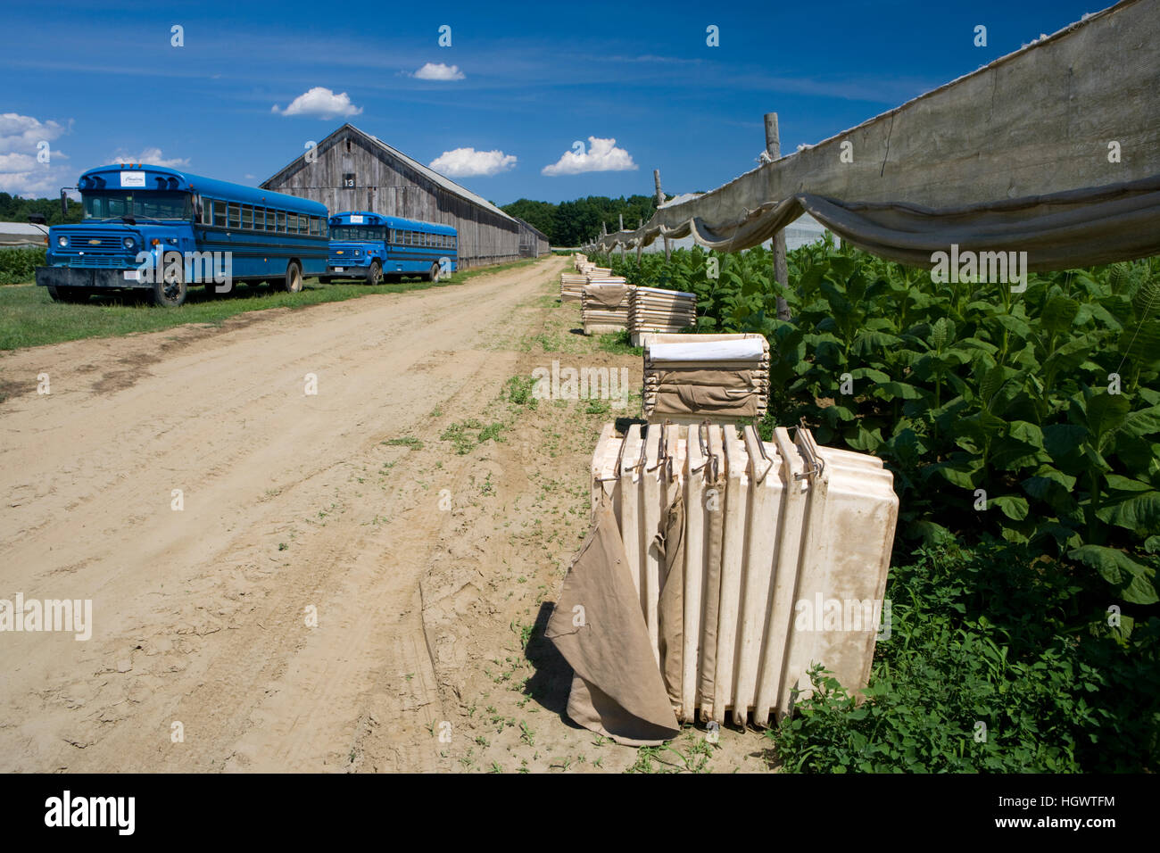 Shade grown tobacco in Hadley, Massachusetts Stock Photo Alamy