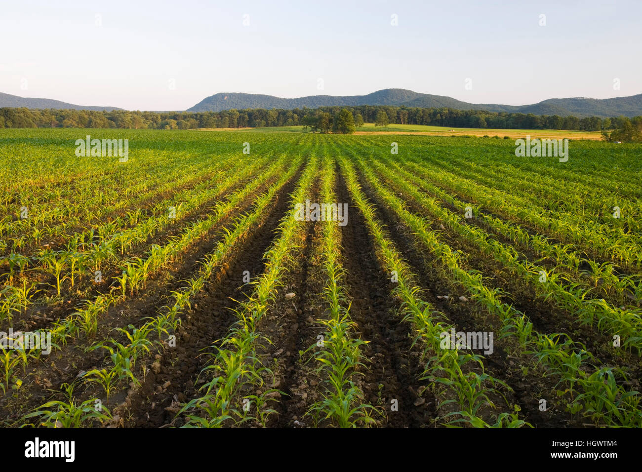 Rows of corn seedlings in Hadley, Massachusetts. The Holyoke Range is in the distance Stock
