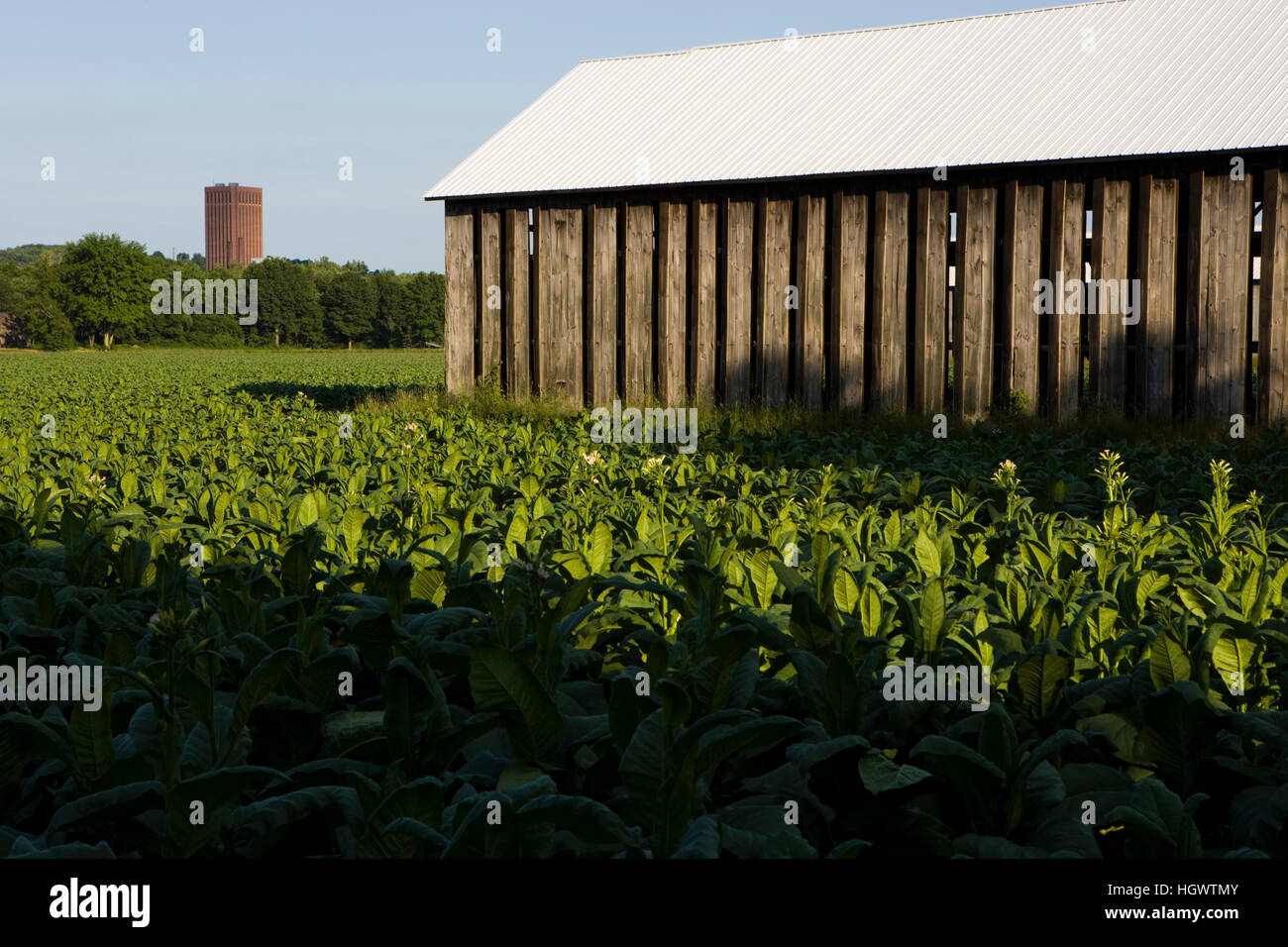 A tobacco field in Hadley, Massachusetts. Tobacco barn. University of