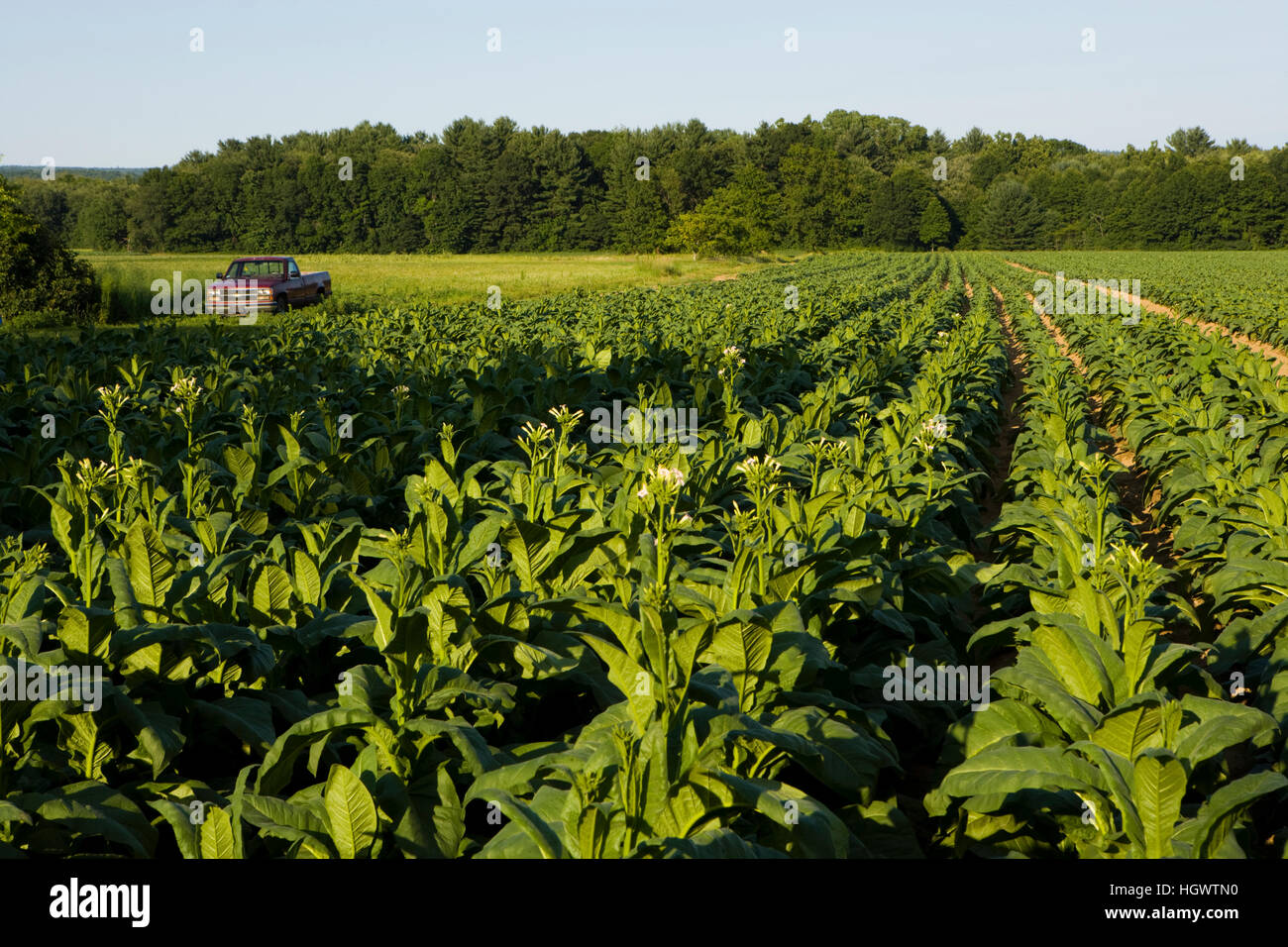 tobacco farm massachusetts A tobacco field in Hadley, Massachusetts. Tobacco barn Stock Photo