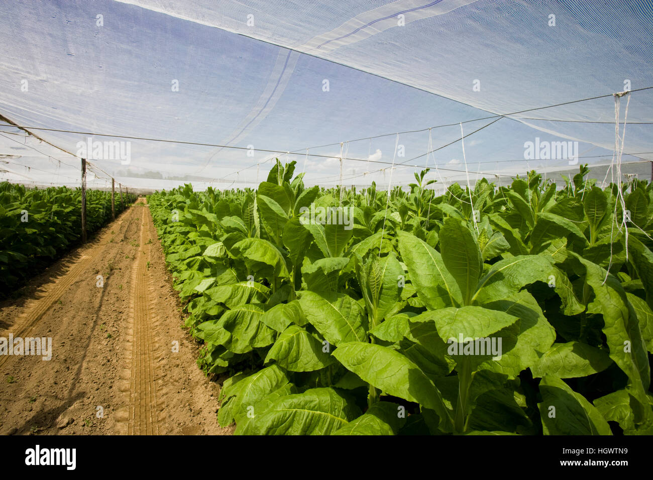 Shade tobacco hires stock photography and images Alamy