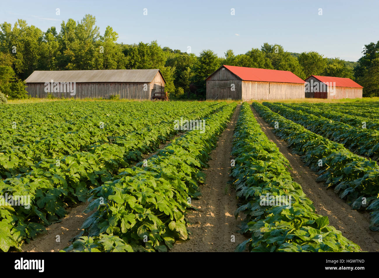 tobacco farm massachusetts Tobacco barns in a vegetable field in a farm in Hadley, Massachusetts Stock  Photo