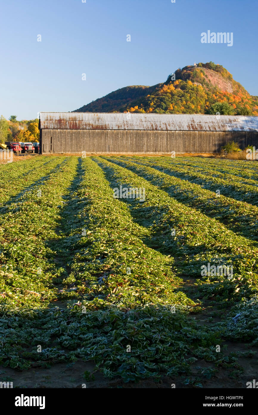 Strawberry field, Tobacco barn, and Sugarloaf Mountain. Whatley