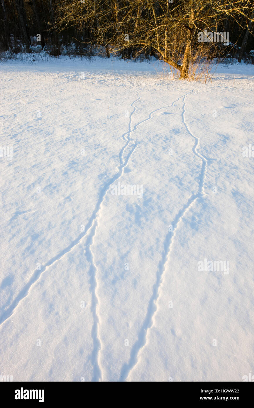 Rodent tracks in the snow at the Willowbrook Farm Preserve in Pembroke