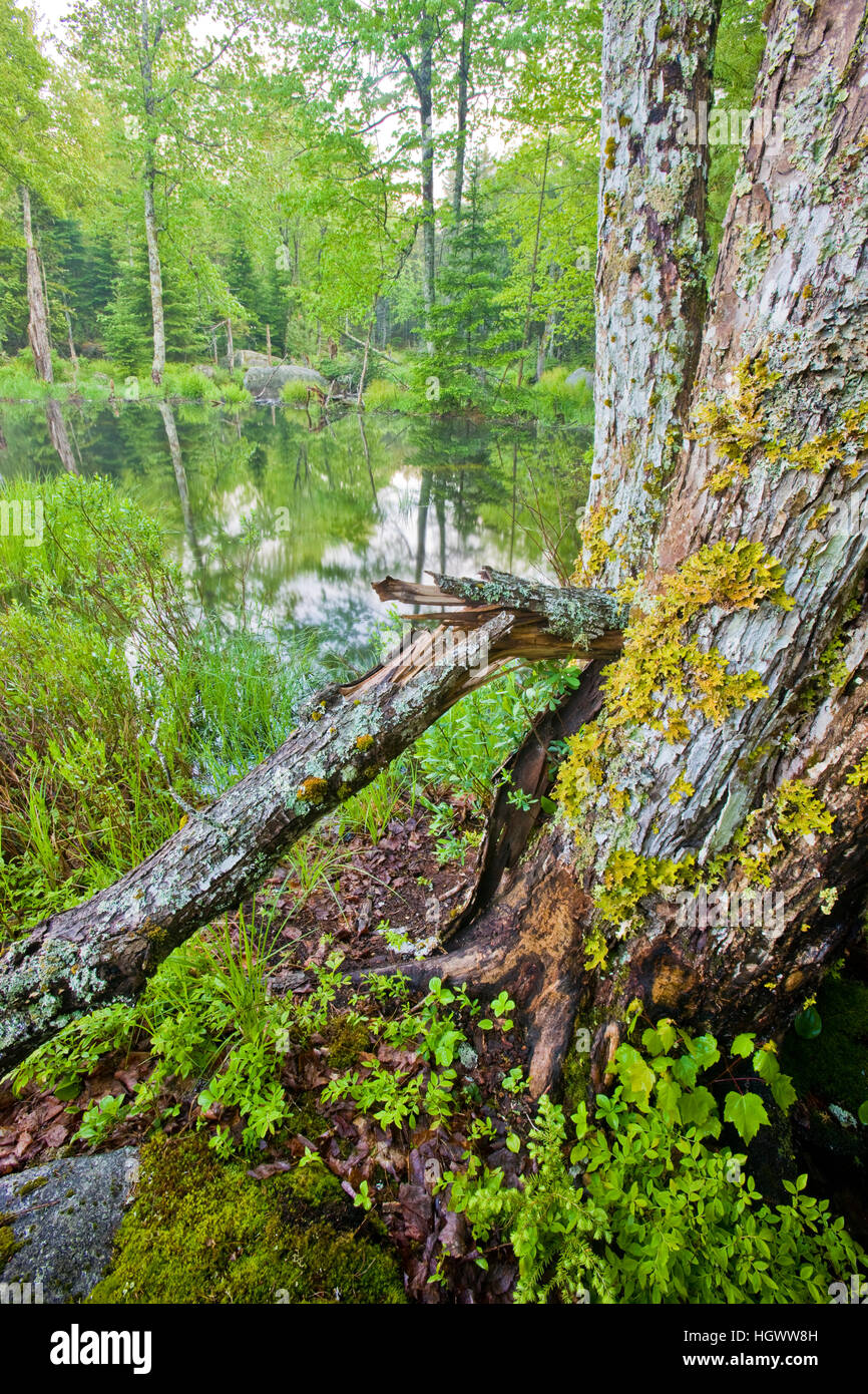 Ferns and a lichen-covered (Lobaria Pulmonaria) maple tree next to Moores Brook in Ellsworth, Maine.  Moores Brook empties into Branch Lake. Stock Photo