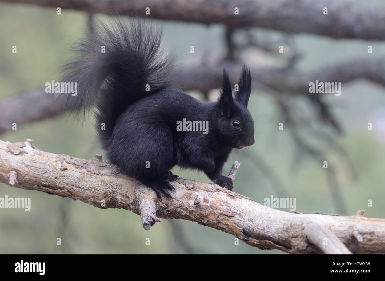 Abert's Squirrel, Sciurus aberti ferreus Stock Photo