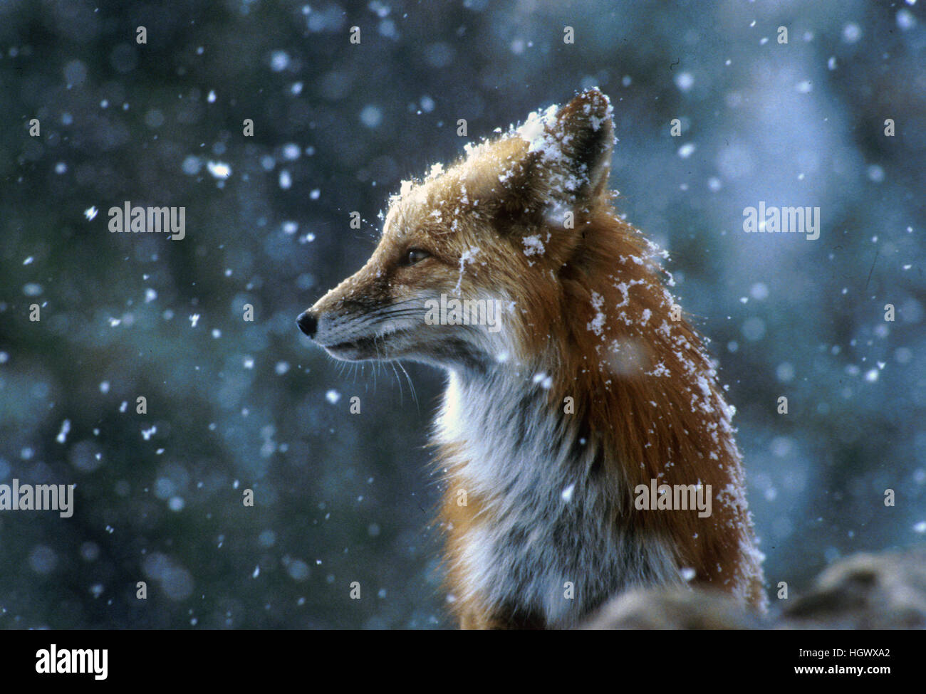 Fox on a snowy day Stock Photo