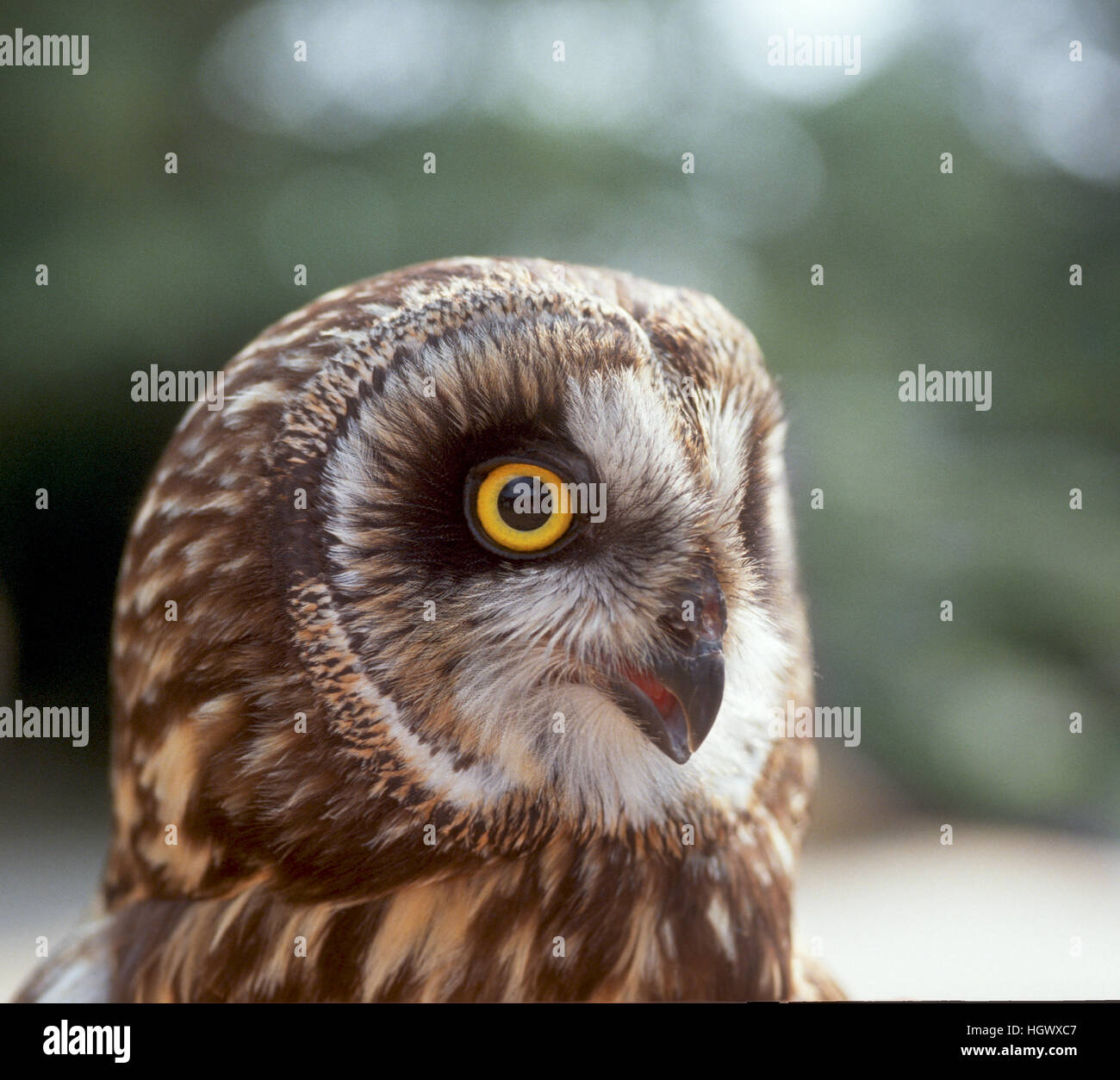 Short-eared owl with big eye Stock Photo