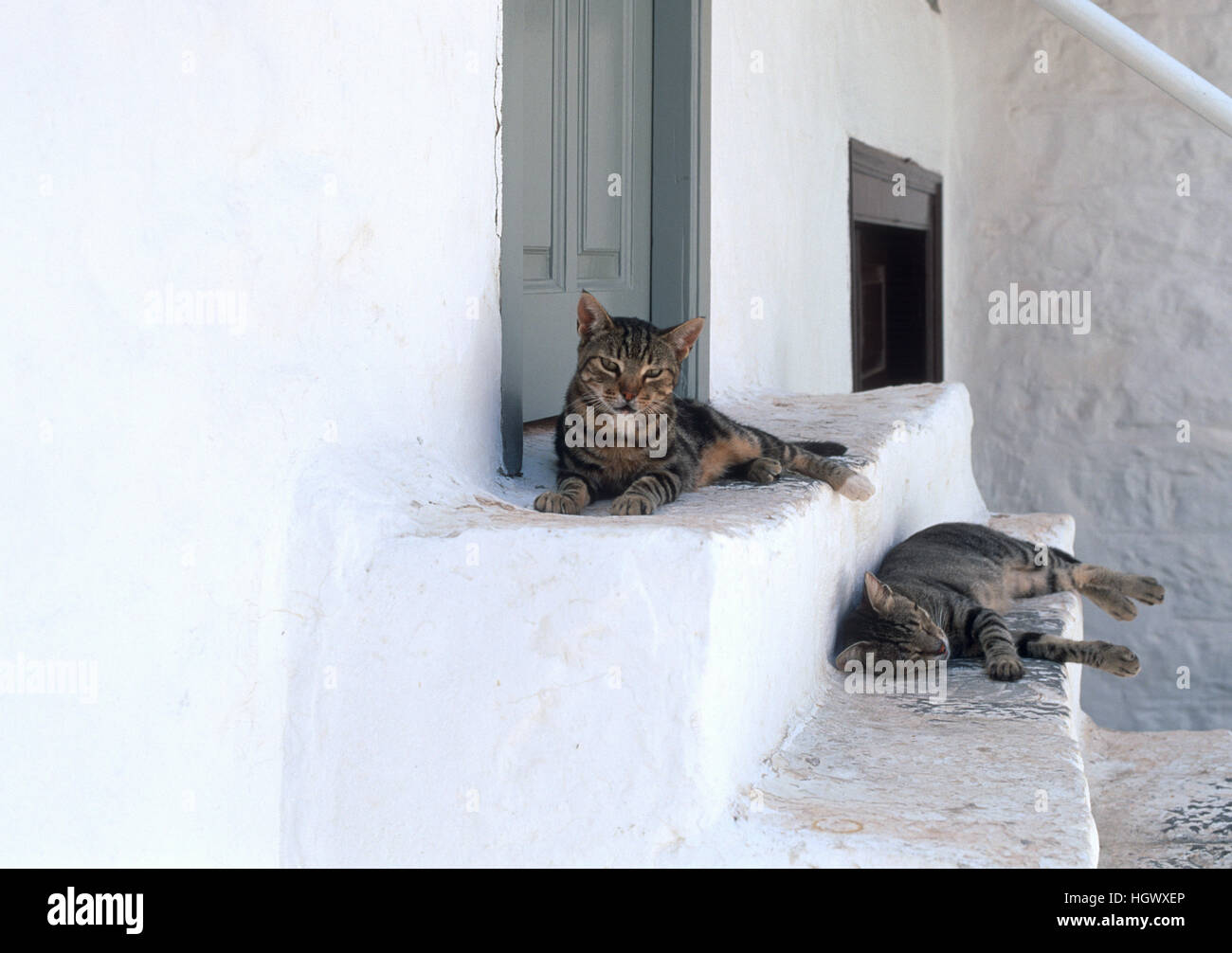 Tabby cats Hydra Island Greece Stock Photo