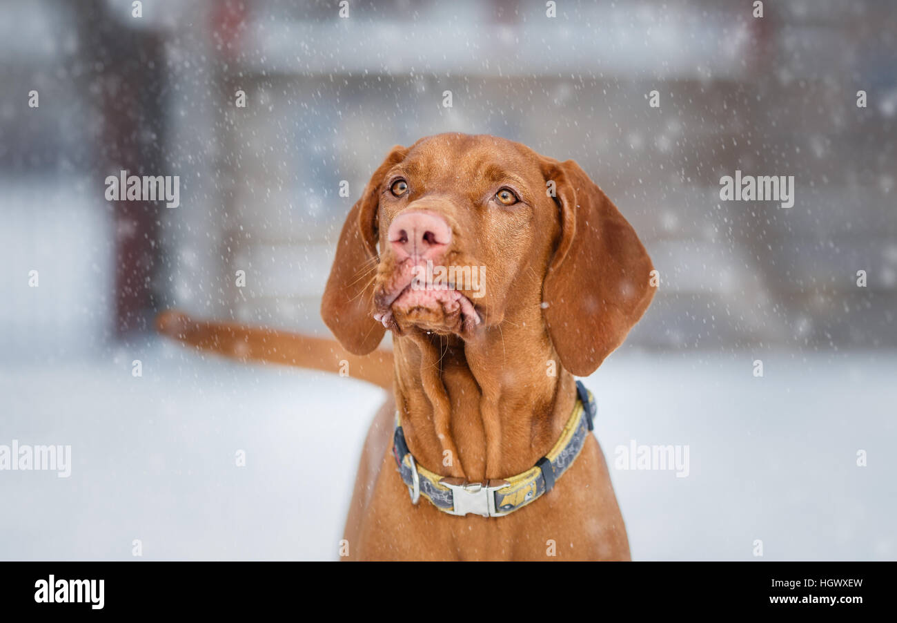Hungarian Vizsla dog winter portrait Stock Photo Alamy