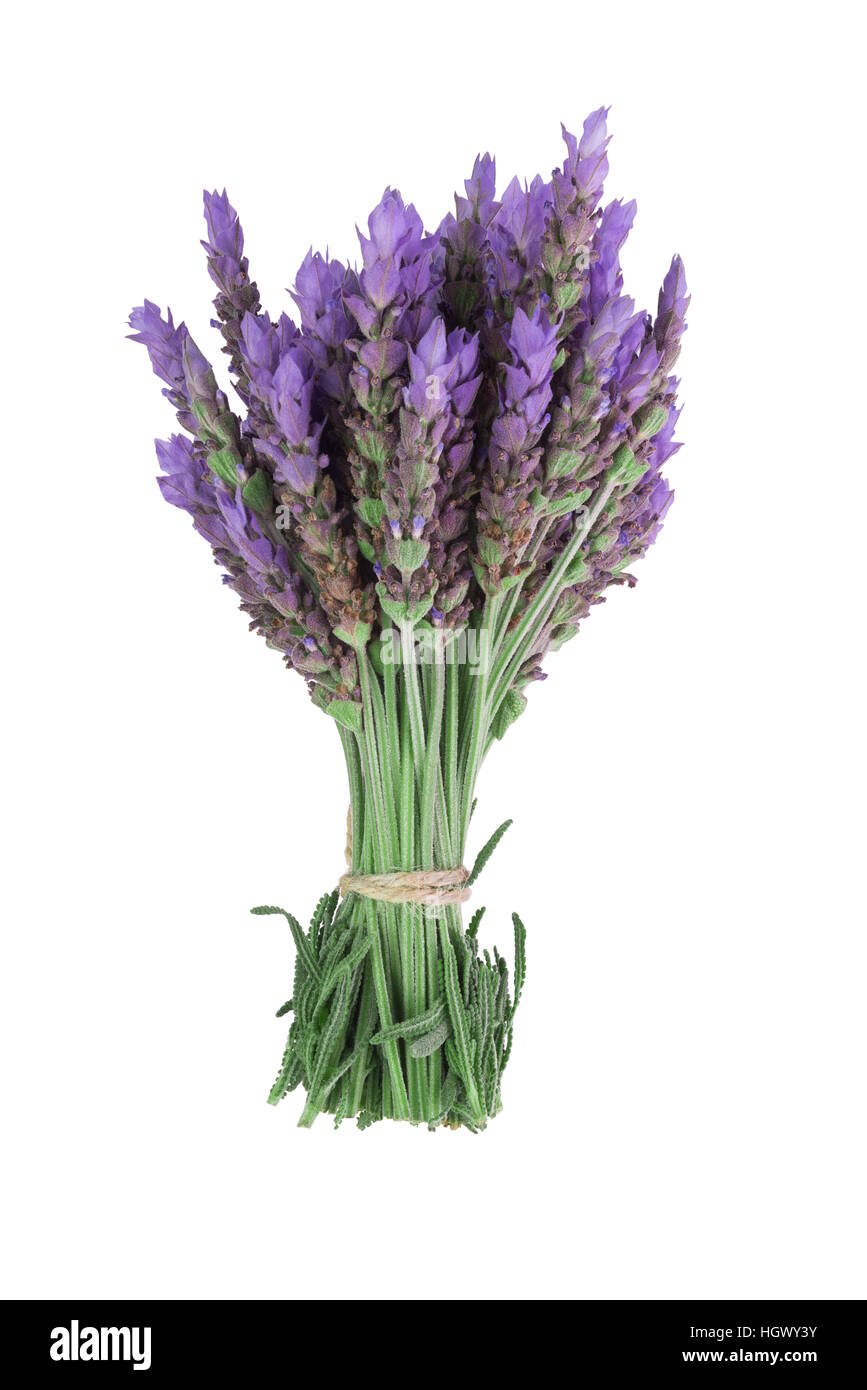 bundle of lavender flowers isolated on white background Stock Photo - Alamy
