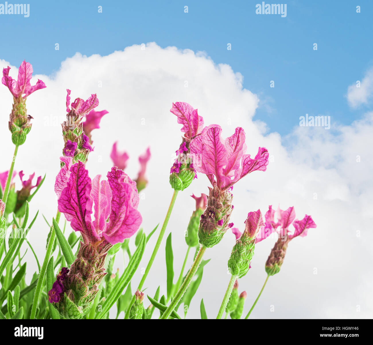 Bush of lavender against cloudy sky background.Selective focus. Stock Photo