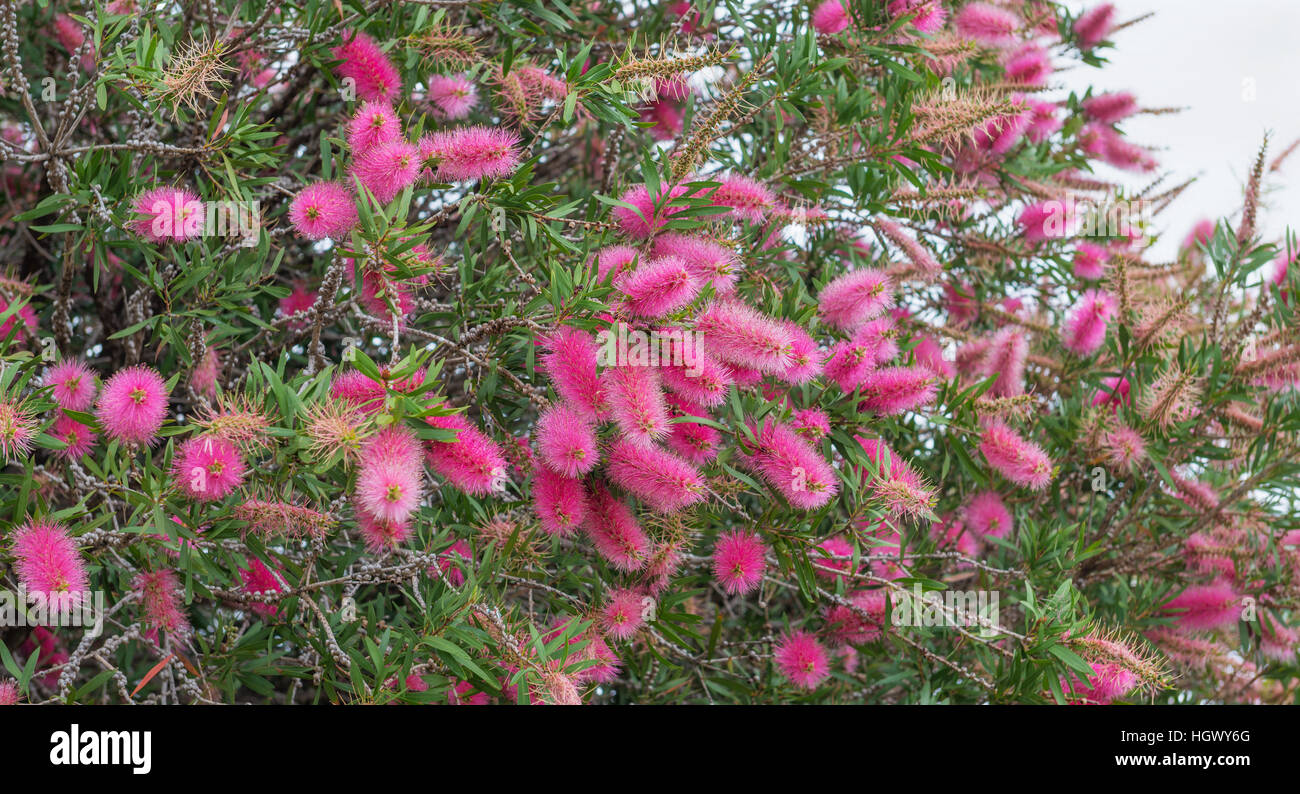 Blooming Bottle Brush Tree native to Australia   with exotic purple flowers   as a   natural background Stock Photo