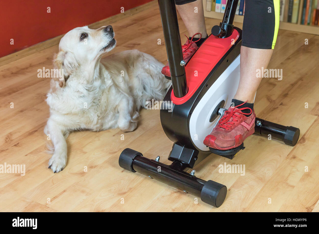 Woman is exercising on the exercise bike indoors. Golden Retriever Dog is lying beside her on the floor and is looking at her. All potential trademark Stock Photo