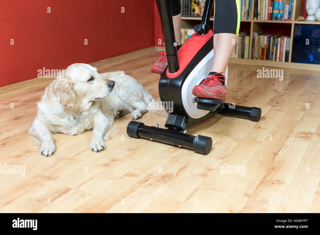 Woman is exercising on the exercise bike indoors. Golden Retriever Dog is lying beside her on the floor. All potential trademarks are removed. Stock Photo