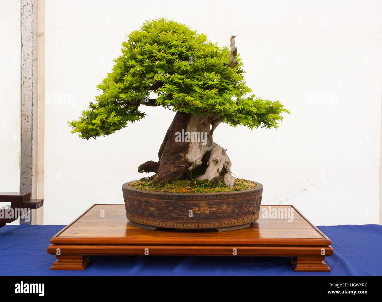 Yew Bonsai High Resolution Stock Photography And Images Alamy