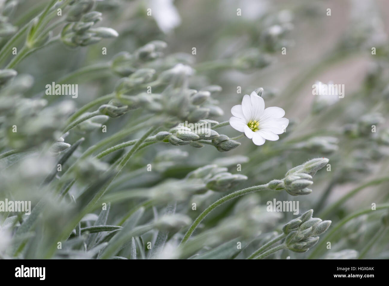 One white flower in wavy green grass in the summer Stock Photo