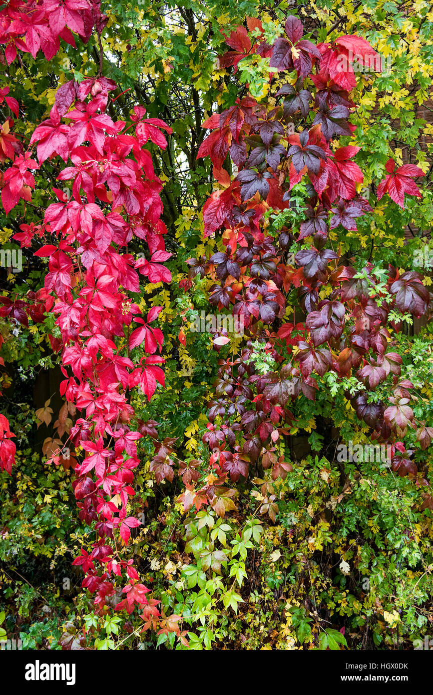 Colours leaves hi-res stock photography and images - Alamy