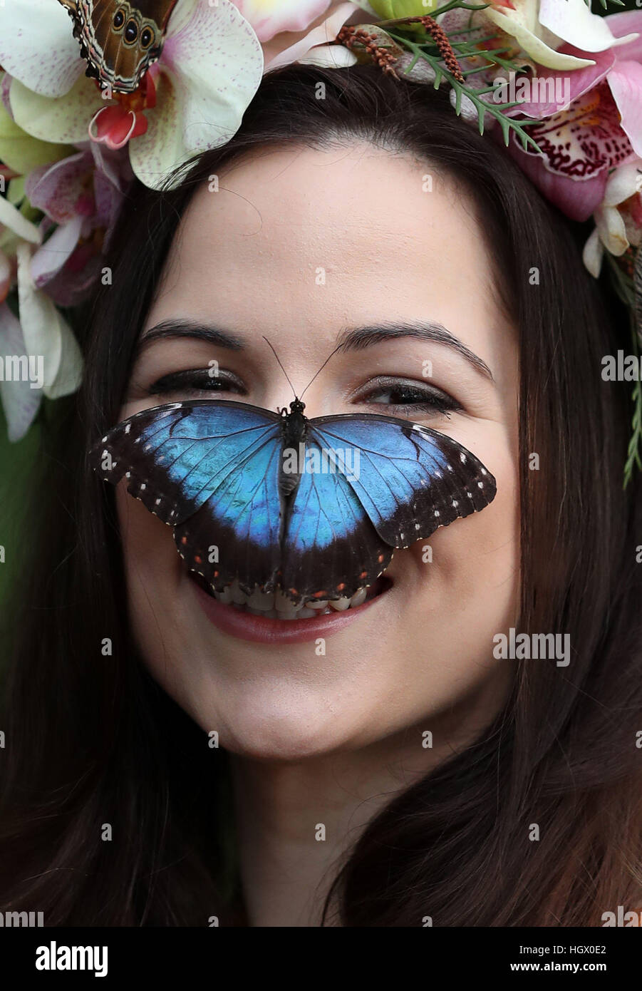 Model Jessie May Smart with a Blue Morpho butterfly during a photocall for RHS Garden Wisley's Butterflies in the Glasshouse exhibition in Woking, Surrey. Stock Photo