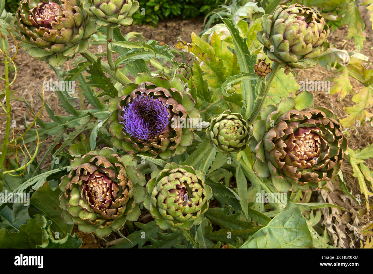 Artichokes in the Garden. Artichokes have large purple flowers that