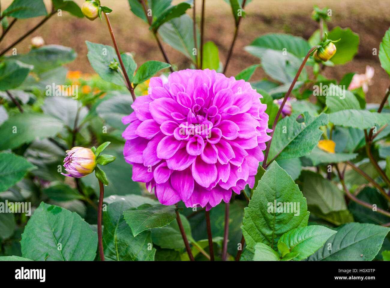 Dahlia purple hi-res stock photography and images - Alamy