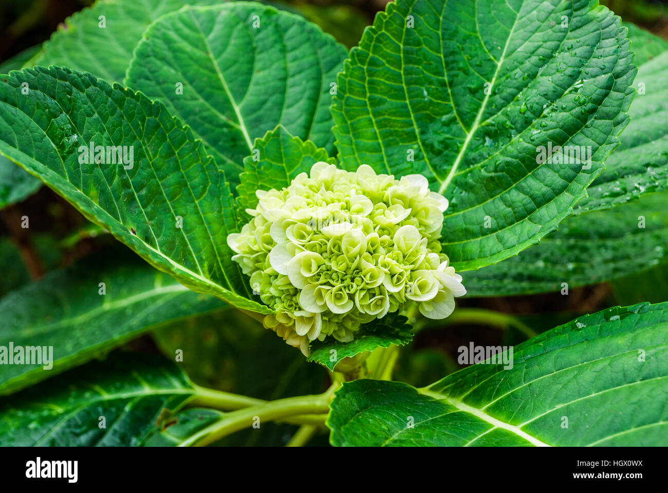 52.5 Green Mini Hydrangea Branch