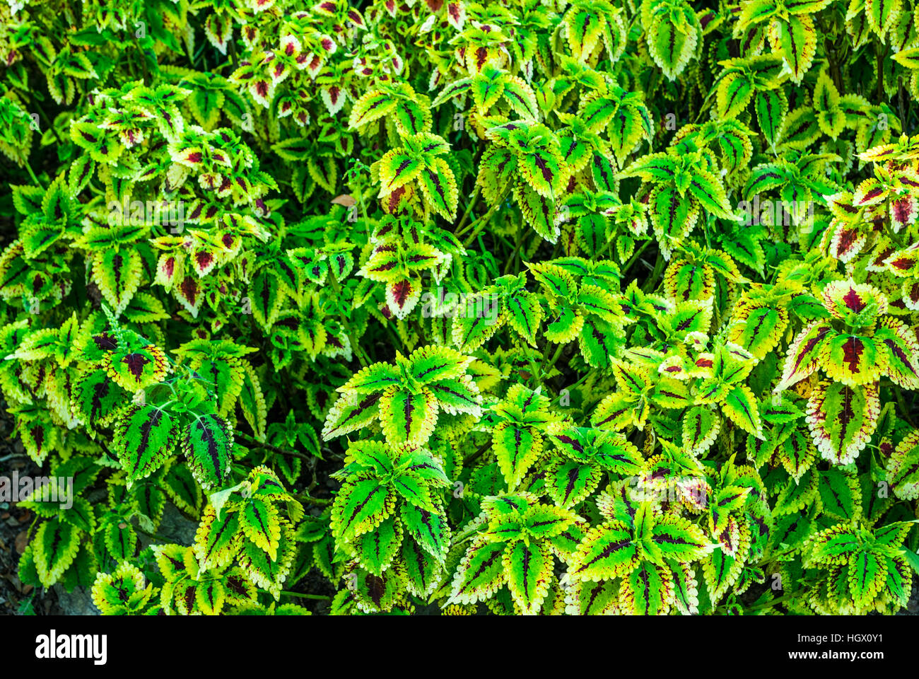 Rose apple hi-res stock photography and images - Alamy