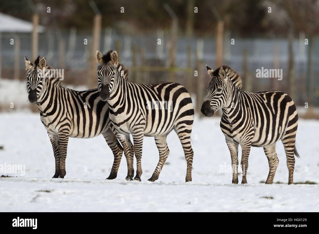 Zebras in the snow at Blair Drummond Safari Park near Stirling, after