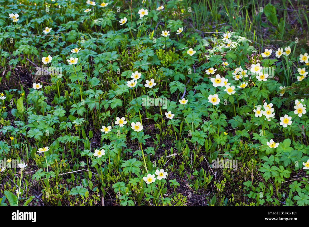 American globeflower Trollius albiflorus Rocky Mountain National Park Colorado USA June 2015 Stock Photo