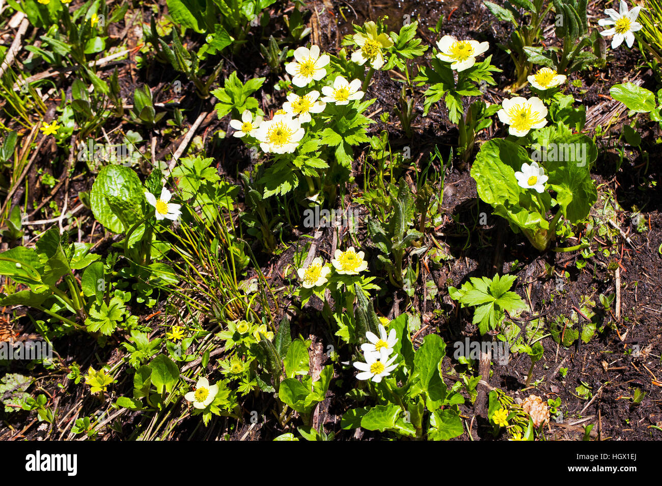 American globeflower Trollius albiflorus and White marsh marigold Psychrophila leptosepala in wet area on roadside bank Rocky Mountain National Park C Stock Photo