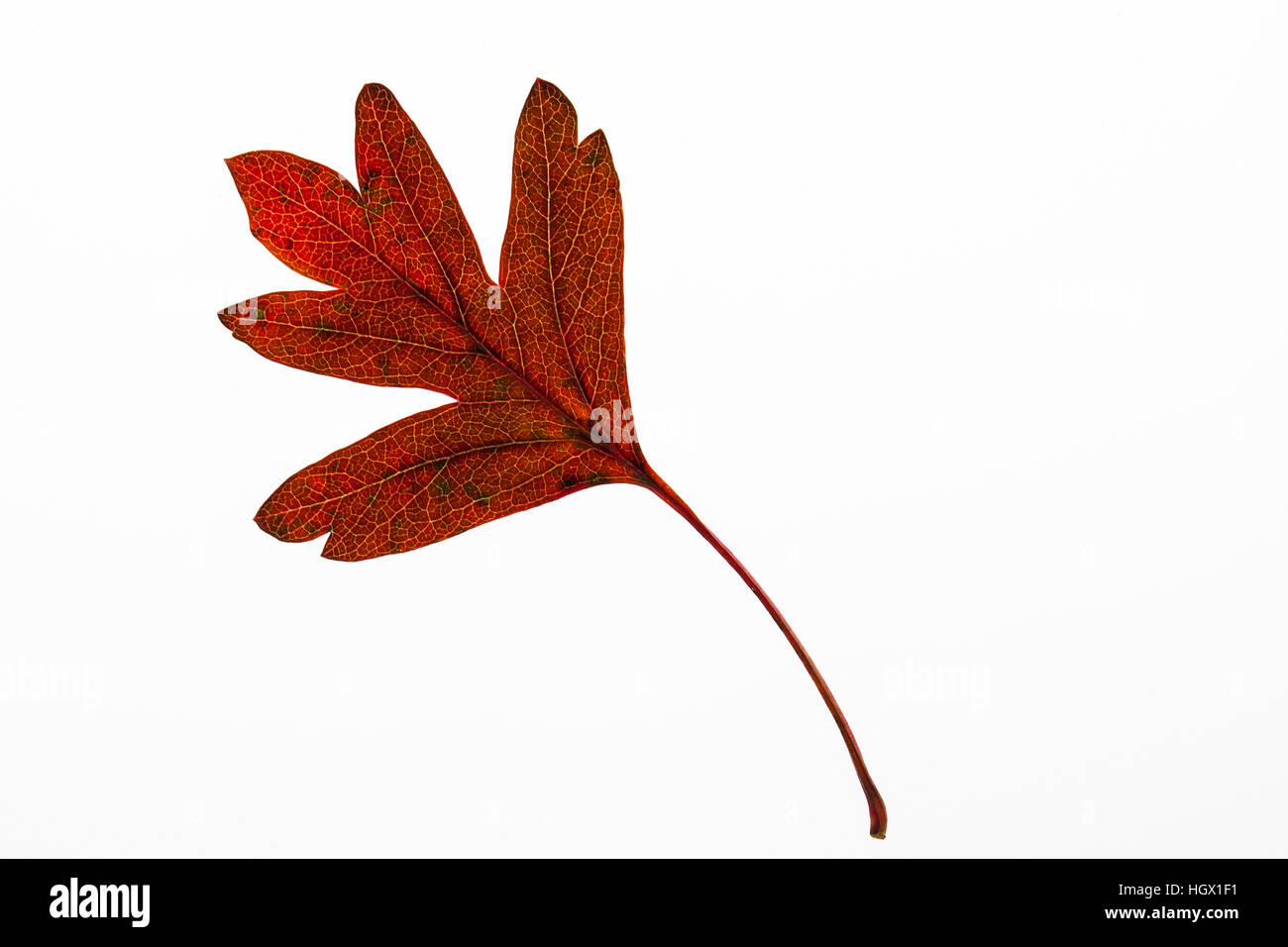 Hawthorn Crataegus monogyna individual leaf on lightbox Ringwood Hampshire England UK October 2015 Stock Photo