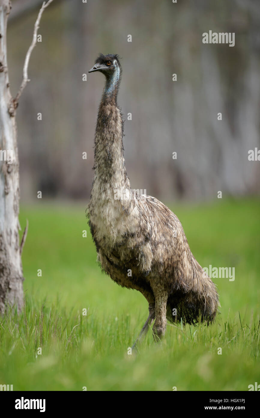 Emu (Dromaius novaehollandiae) - Australia Stock Photo