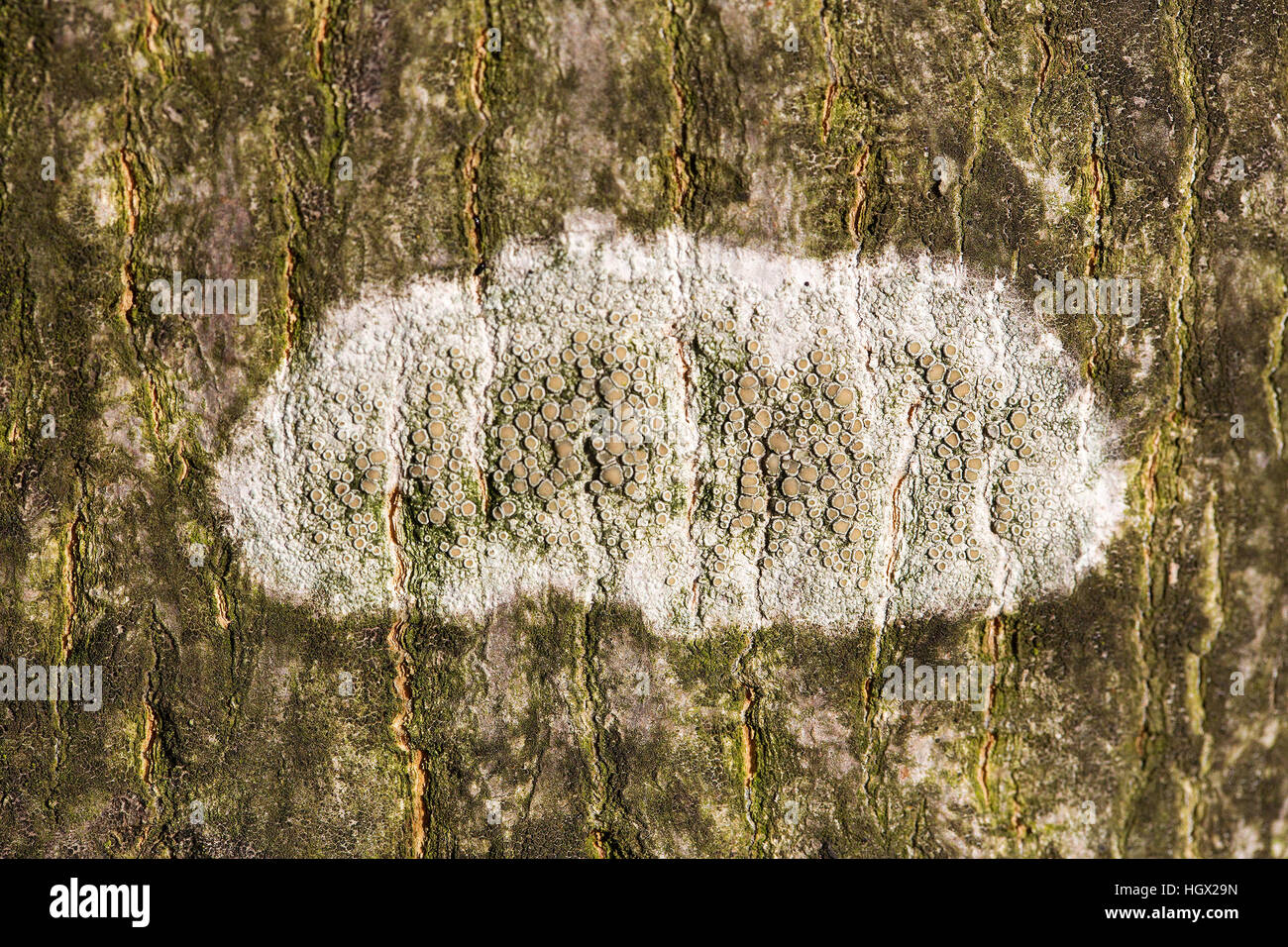 Lichen Lecanora chlarotera on bark of tree, Alblasserdam, South Holland, Netherlands Stock Photo