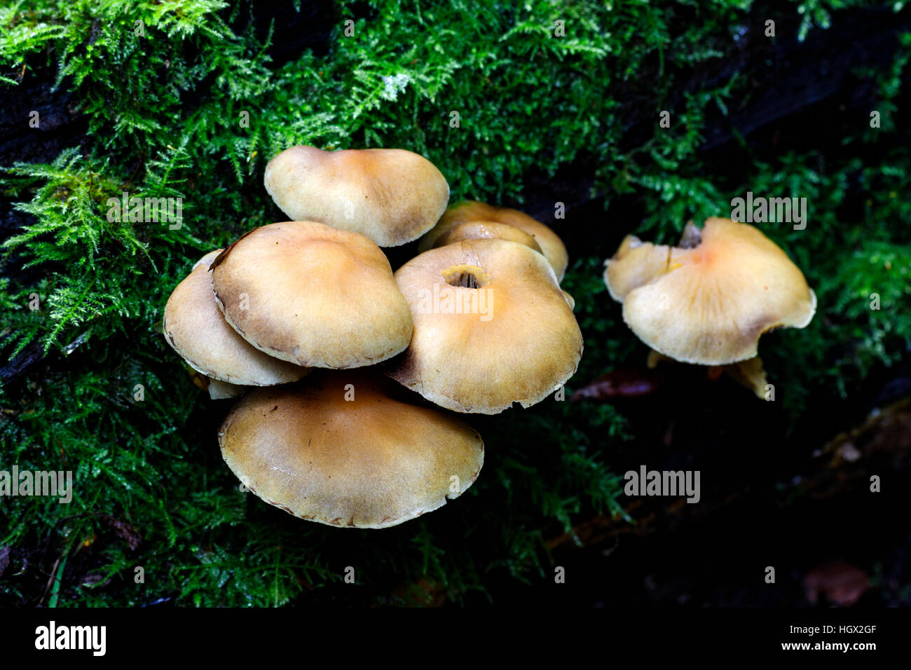 Sulphur Tuft Hypholoma fasiculare growing on moss covered fallen dead tree trunk Stock Photo