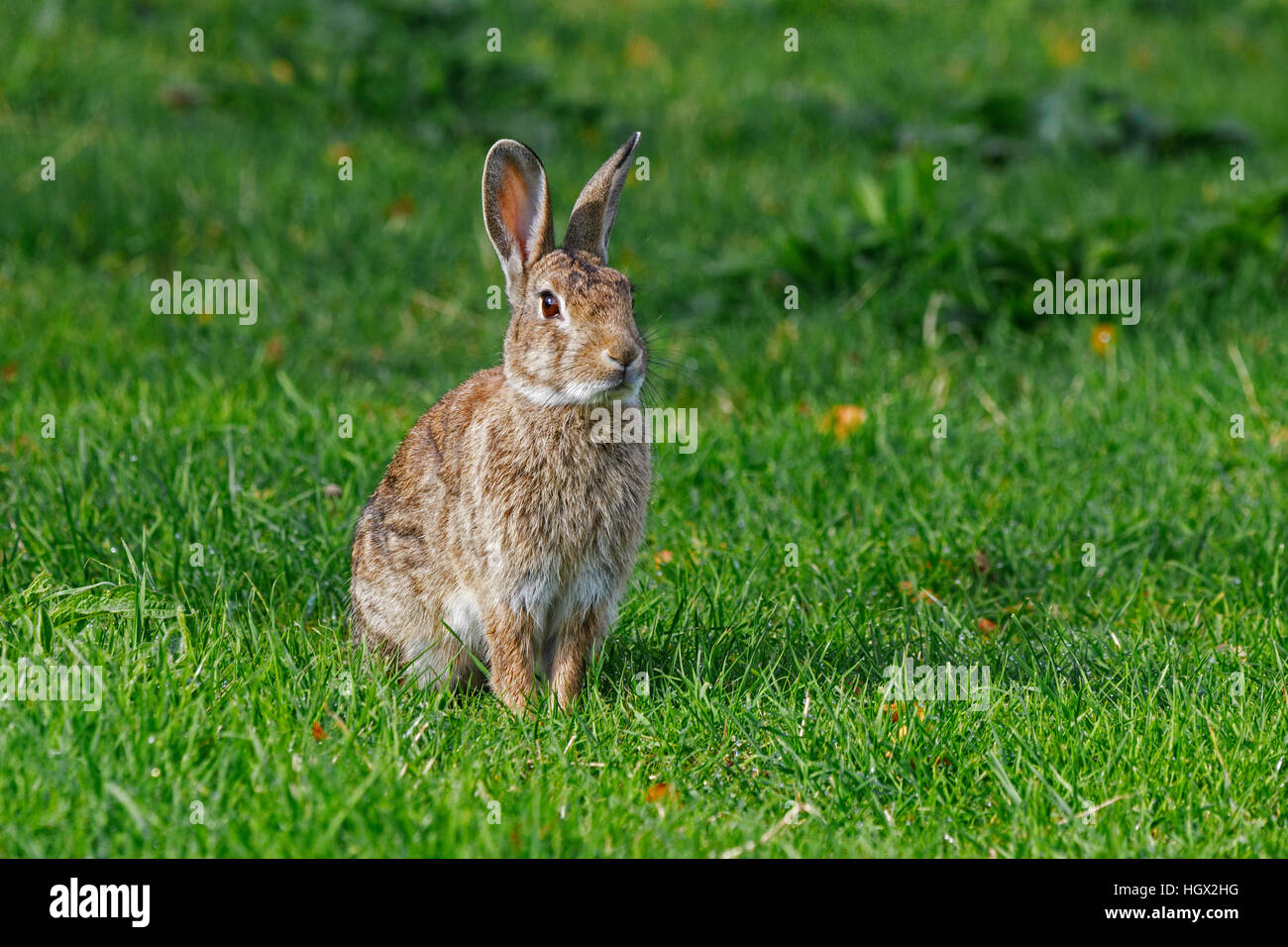 Rabbit Oryctolagus cuniculus adult sitting up ears raised listening ...