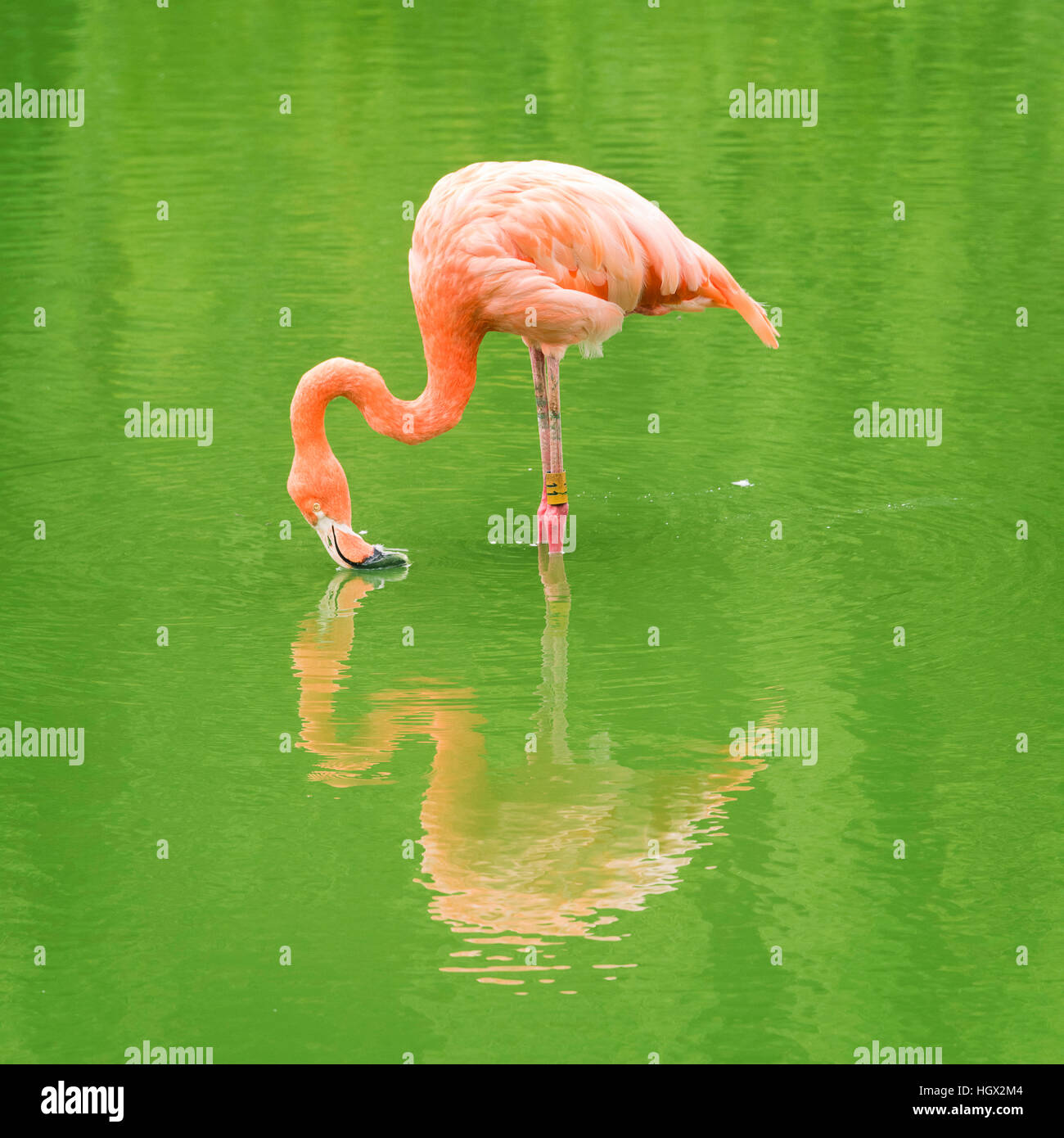 Captive American flamingo at Whipsnade Zoo, Bedfordshire, England, UK Stock Photo