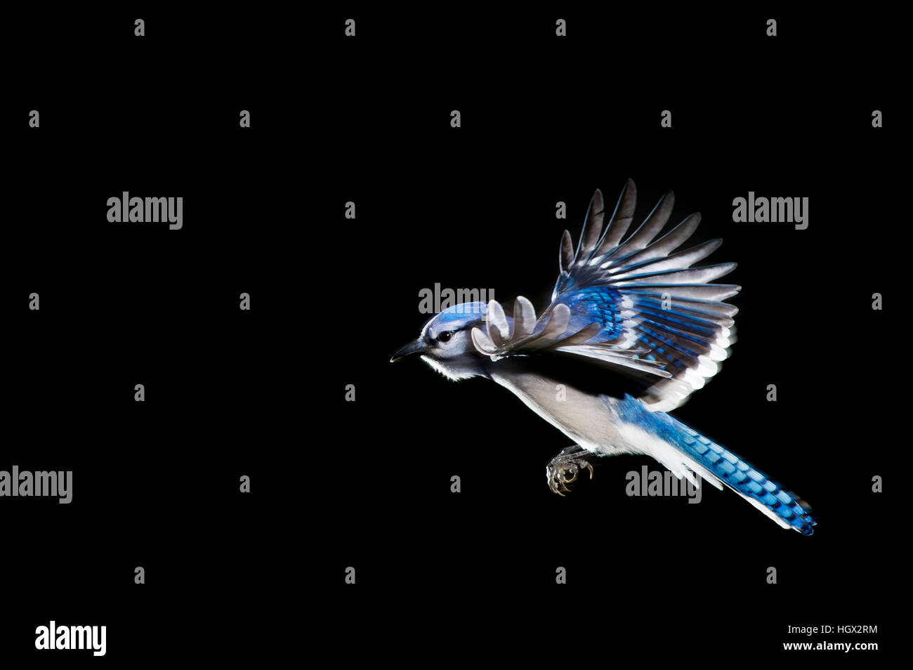 A Brightly Colored Blue Jay Flying With Its Wings Stretched Out Against A Solid Black Background Stock Photo Alamy