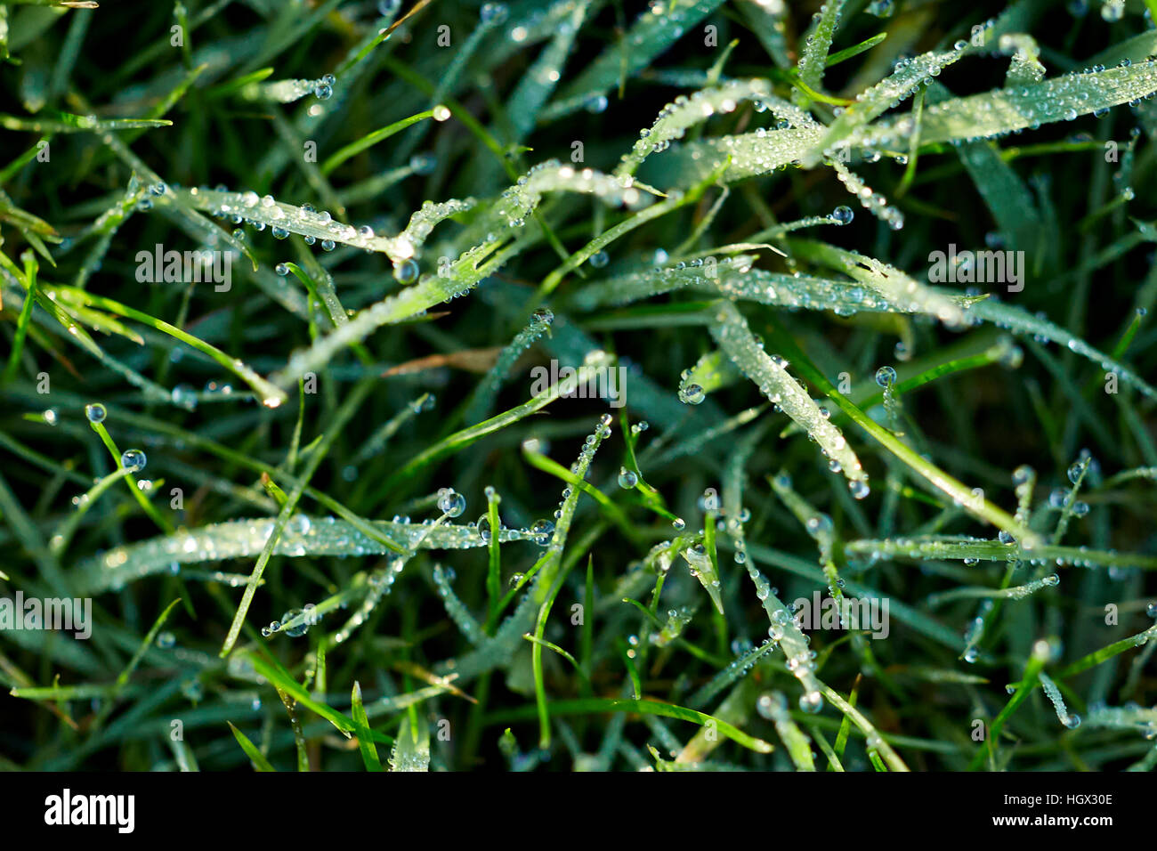 Blades of grass covered in dew Stock Photo Alamy