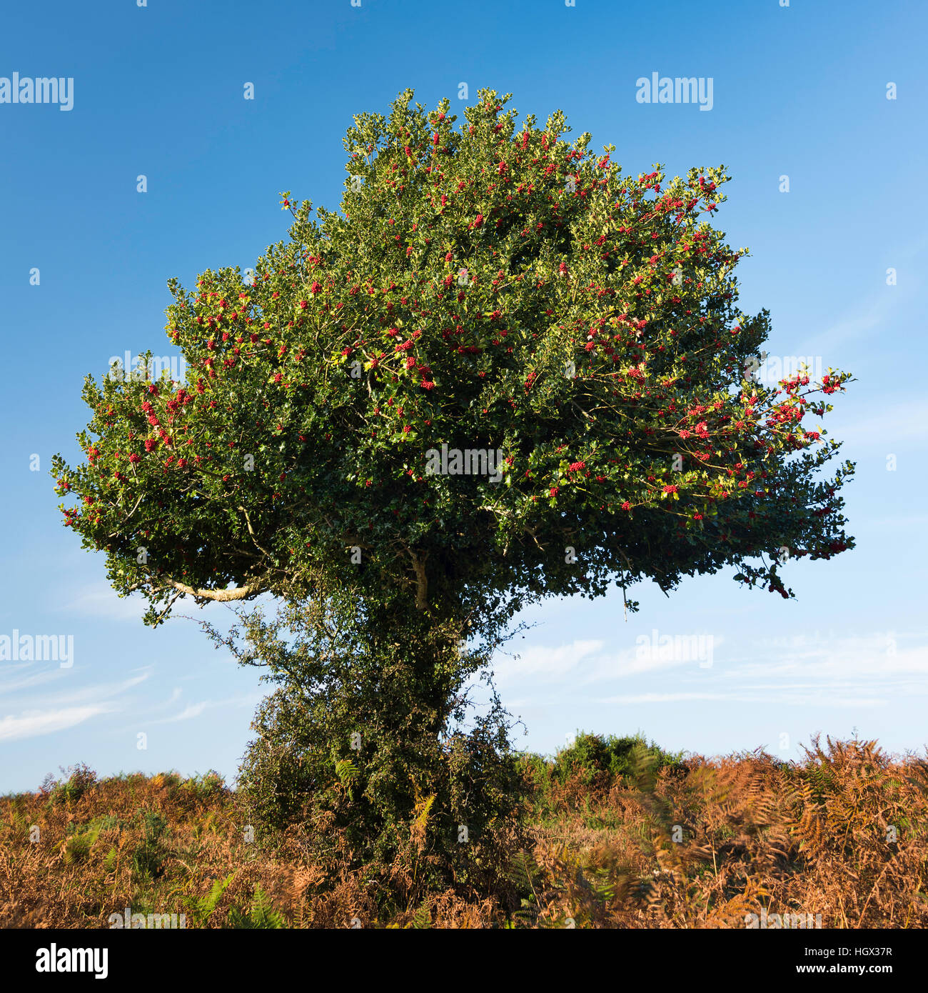 Holly tree hires stock photography and images Alamy
