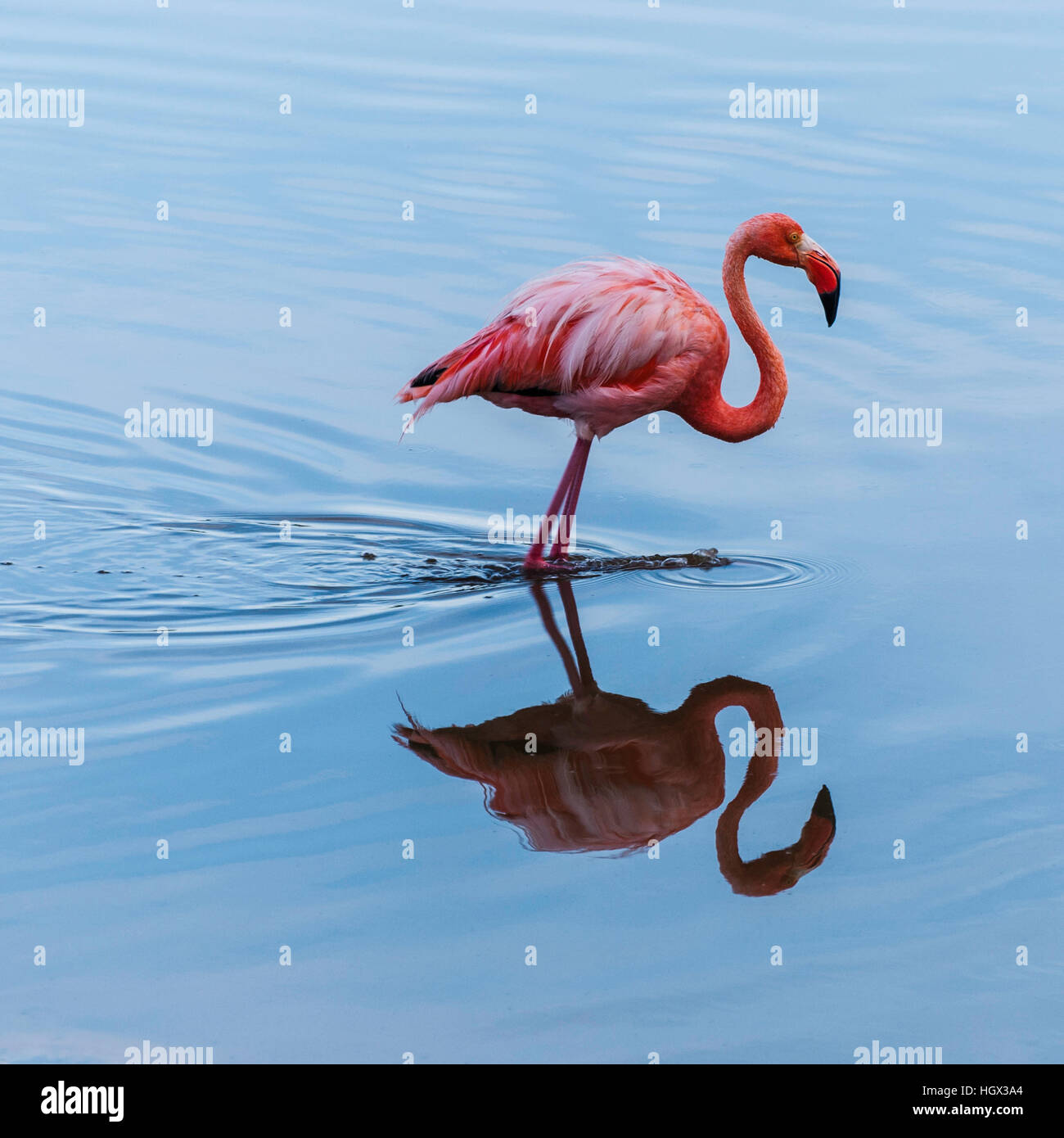 Greater Flamingo on Isabela island, Galapagos Islands, Ecuador, South America Stock Photo