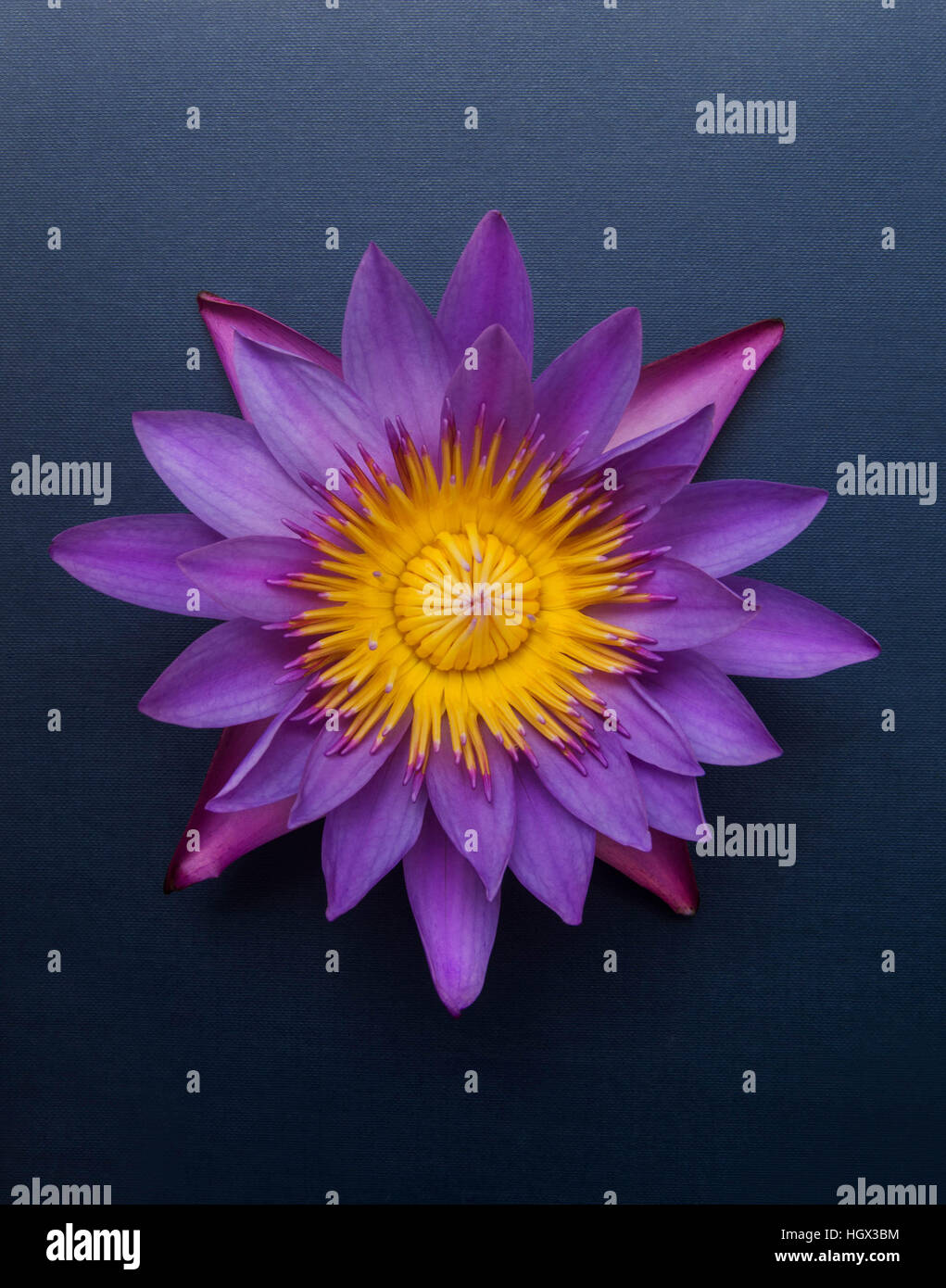 The Lotus, a flower that is often used as an offering to be left inside a Buddhist temple. Most commonly grown in water. Stock Photo