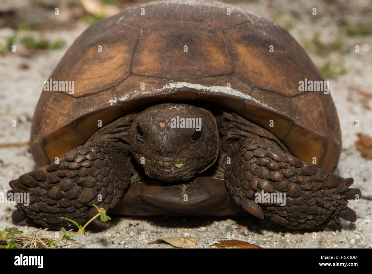 Gopher tortoise - Gopherus polyphemus Stock Photo - Alamy