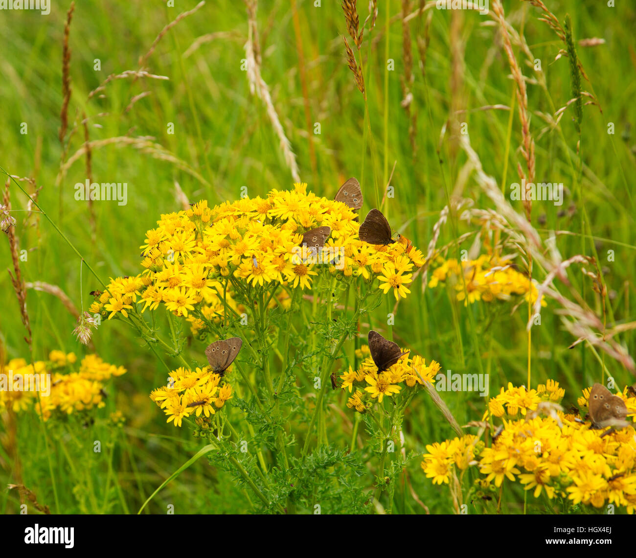 ragwort plant, Jacobaea vulgaris covered with butterflies and insects so popular with insects. 2 images Stock Photo