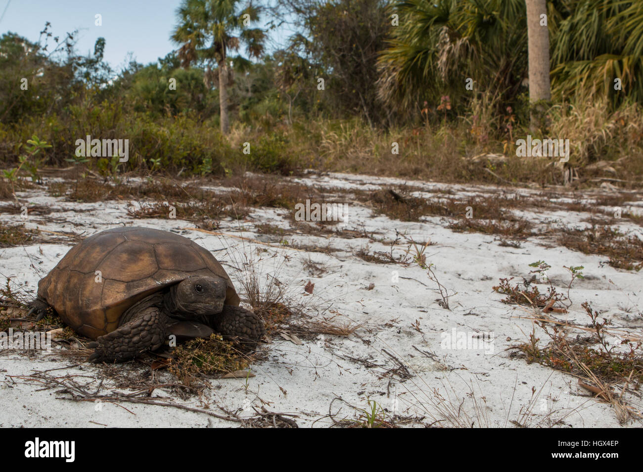 Gopher tortoise in florida sandy scrub habitat - Gopherus polyphemus Stock Photo