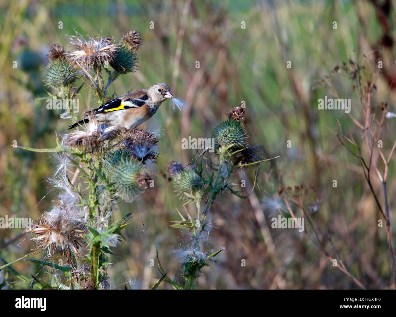 juvenile-goldfinch-carduelis-carduelis-feeding-on-thistle-cirsium