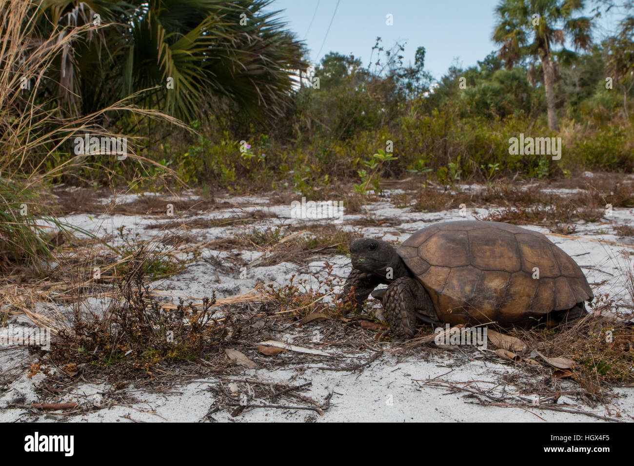 Young gopher tortoise eating vegetation - Gopherus polyphemus Stock Photo