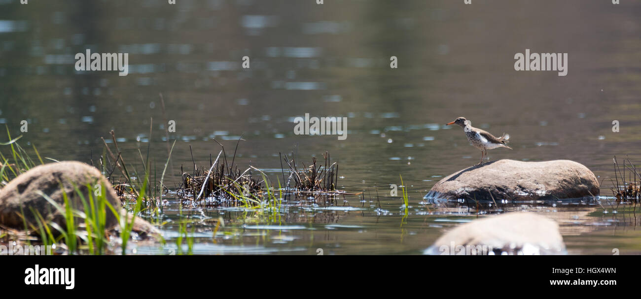 Spotted Sandpiper standing, sunning himself on a shoreside rock Stock ...