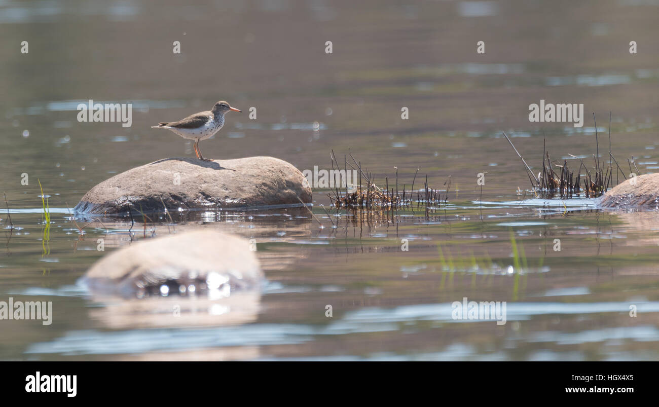 Spotted Sandpiper standing, sunning himself on a shoreside rock Stock ...